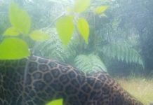 Reportan hallazgo del jaguar en las montañas del departamento de Yoro