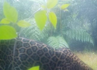Reportan hallazgo del jaguar en las montañas del departamento de Yoro
