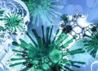 Coronavirus daña el cerebro y el sistema nervioso de pacientes gravemente enfermos, revela estudio