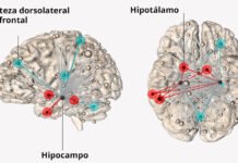 Científicos localizan dónde radica el estrés en el cerebro humano