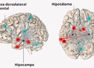 Científicos localizan dónde radica el estrés en el cerebro humano