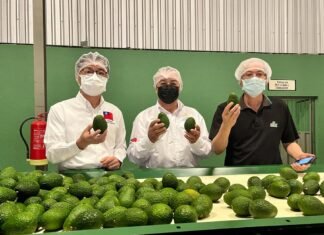Primer contenedor de aguacate Hass hondureño se exporta a Singapur