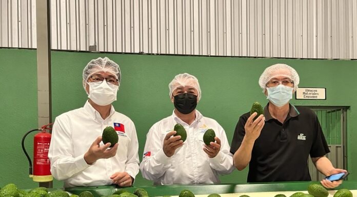 Primer contenedor de aguacate Hass hondureño se exporta a Singapur