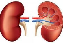 Dia Internacional del Riñon:697 millones de personas sufren de enfermedad renal crónica